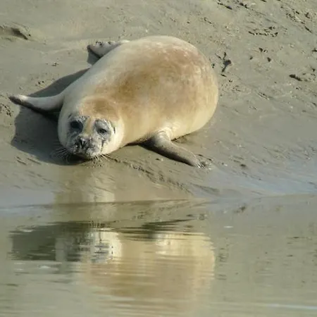 Lejlighed La Discrete