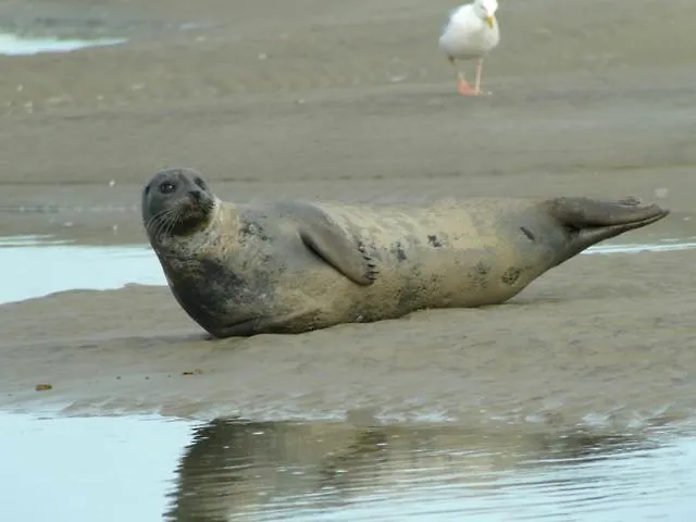 La Discrete Appartement