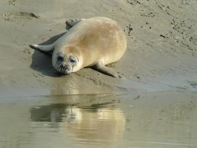 Appartement La Discrete